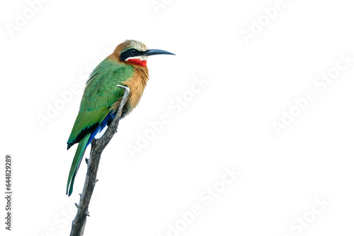 White fronted Bee eater standing on a branch isolated in white background in Kruger National park, South Africa ; Specie Merops bullockoides family of Meropidae photo