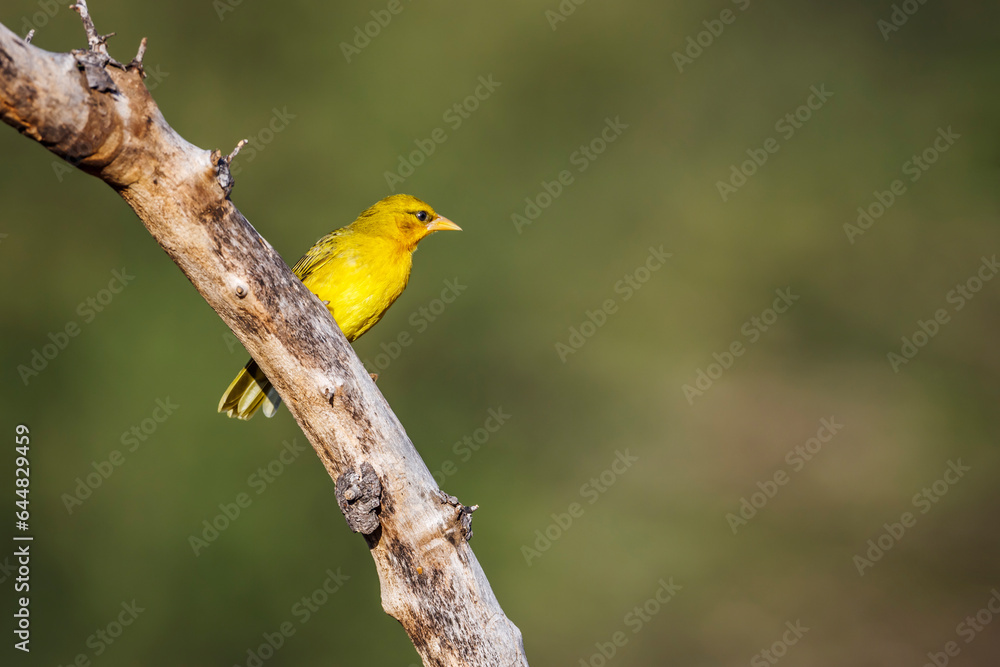 Obraz premium Spectacled Weaver standing on a branch isolated in natural background in Kruger National park, South Africa ; Specie Ploceus ocularis family of Ploceidae
