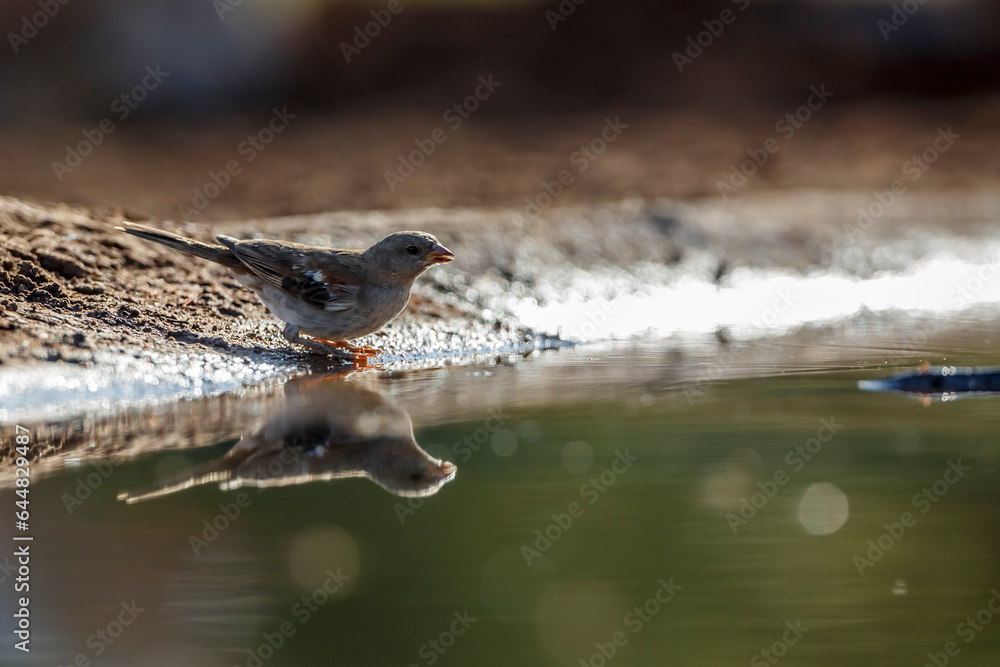 Obraz premium Southern Grey-headed Sparrow along waterhole with reflection in Kruger National park, South Africa ; Specie family Passer diffusus of Passeridae