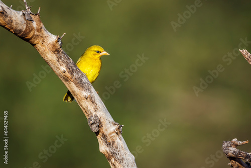 Spectacled Weaver standing on a branch isolated in natural background in Kruger National park, South Africa ; Specie Ploceus ocularis family of Ploceidae