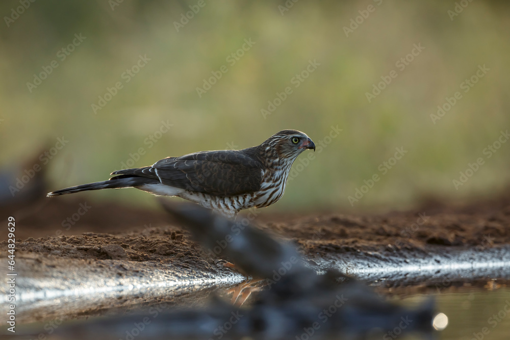 Shikra drinking at waterhole at dawn in Kruger National park, South Africa ; Specie Accipiter badius family of Accipitridae Shikra drinking at waterhole at dawn in Kruger National park, South Africa ; Specie Accipiter badius family of Accipitridae