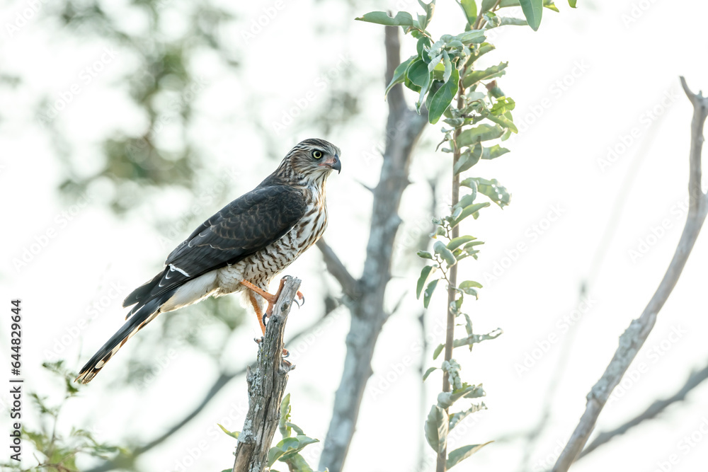 Shikra juvenile standing on a branch isolated in white background in Kruger National park, South Africa ; Specie Accipiter badius family of Accipitridae Shikra juvenile standing on a branch isolated in white background in Kruger National park, South Africa ; Specie Accipiter badius family of Accipitridae