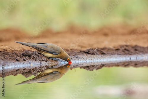 Red billed Oxpecker drinking in waterhole with reflection in Kruger National park, South Africa ; Specie Buphagus erythrorhynchus family of Buphagidae