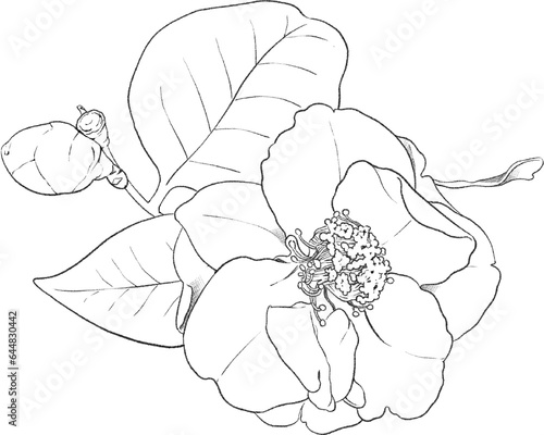 Camellia flower hand drawn