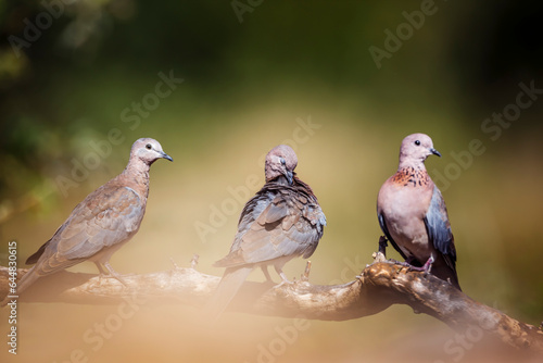 Three Laughing Dove grooming on a branch in Kruger National park, South Africa ; Specie Streptopelia senegalensis family of Columbidae