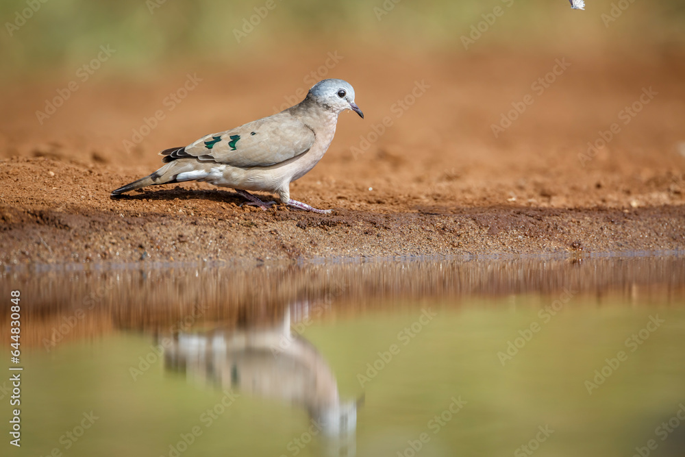 Emerald spotted Wood-Dove along waterhole in Kruger National park, South Africa ; Specie Turtur chalcospilos family of Columbidae