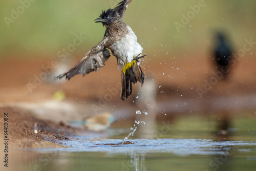 Dark capped Bulbul taking off waterhole in Kruger National park, South Africa ; Specie Pycnonotus tricolor family of Pycnonotidae photo