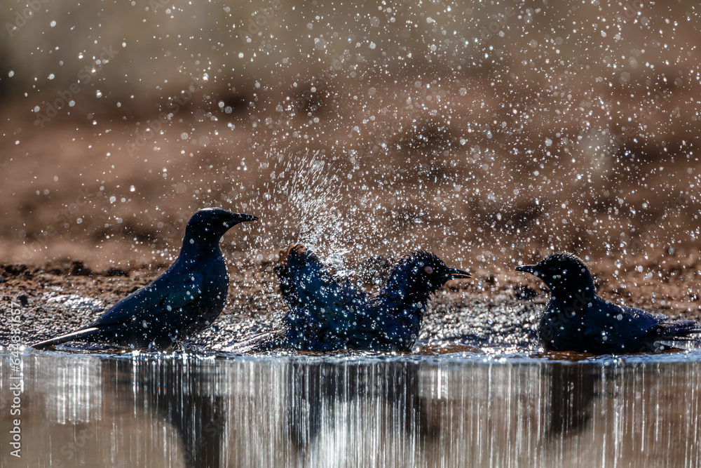 Fototapeta premium Cape Glossy Starling family bathing splashing droplet in backlit in waterhole in Kruger National park, South Africa ; Specie Lamprotornis nitens family of Sturnidae