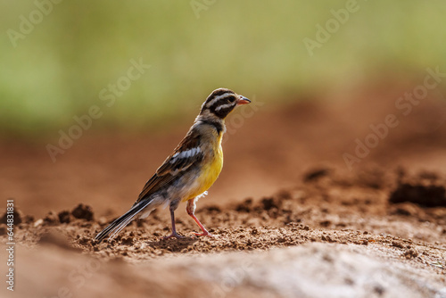 African Golden breasted Bunting on the ground isolated in natural background in Kruger National park, South Africa ; Specie Fringillaria flaviventris family of Emberizidae photo