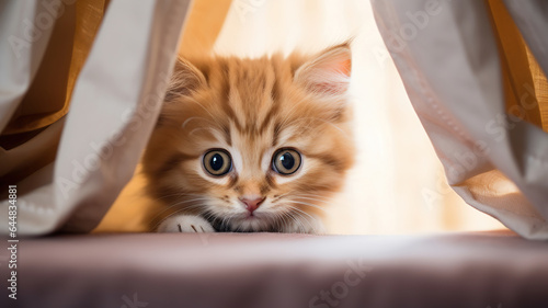 kitten peeking out from behind a curtain