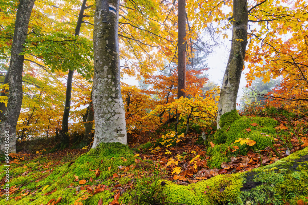 beech forest nature background. scenic autumn season on a wet misty morning. foliage in fall colors. moss on the roots beech forest nature background. scenic autumn season on a wet misty morning. foliage in fall colors. moss on the roots