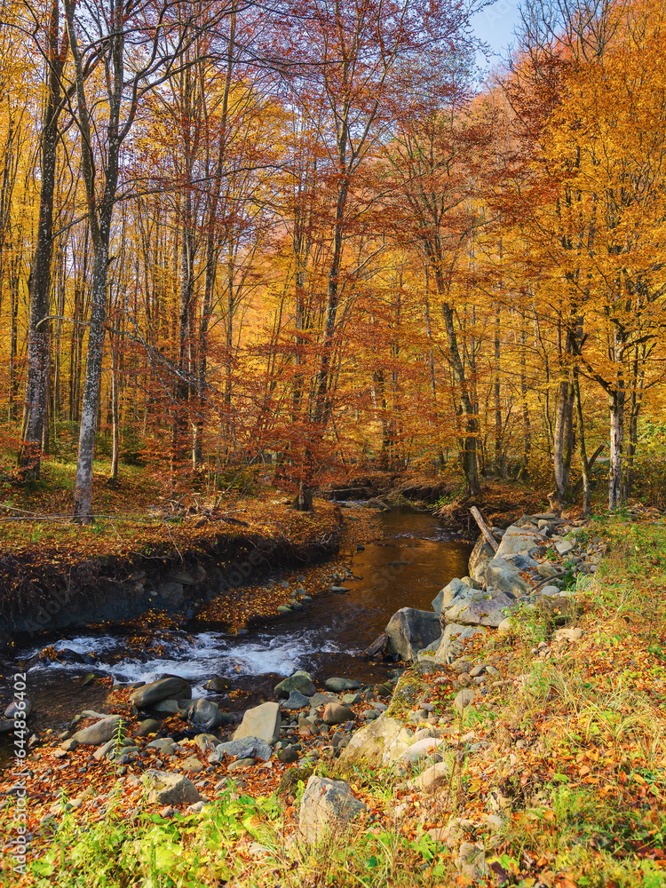 landscape with water stream in the forest. foliage on the trees in fall colors. stones among the brook. calmness and tranquility in nature. warm autumn scenery in morning light
