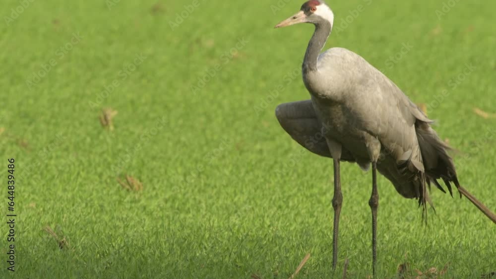 Common Crane or Eurasian Crane (Grus Grus) feeding and resting in a field around the moors of near Diepholz in Lower Saxony in Germany during the autumn migration. Common Crane or Eurasian Crane (Grus Grus) feeding and resting in a field around the moors of near Diepholz in Lower Saxony in Germany during the autumn migration.