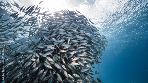 Schooling fish, Big Eye Scad fish in the shallows of the Caribbean Sea