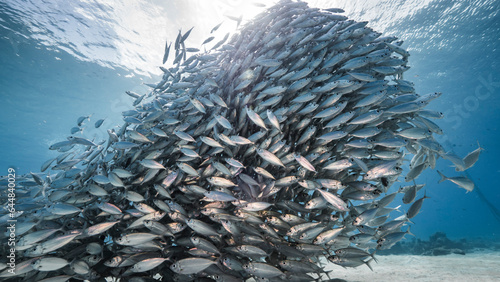Schooling fish, Big Eye Scad fish in the shallows of the Caribbean Sea