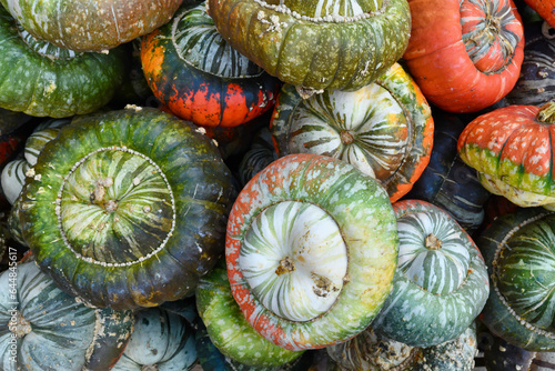 Top view of many colorful Turban squashes with warts and stripes on skin o photo