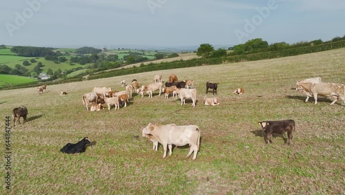 Wallpaper Mural Cows and Bulls on Devon Fields and Farms from a drone, English Village, England, Europe Torontodigital.ca