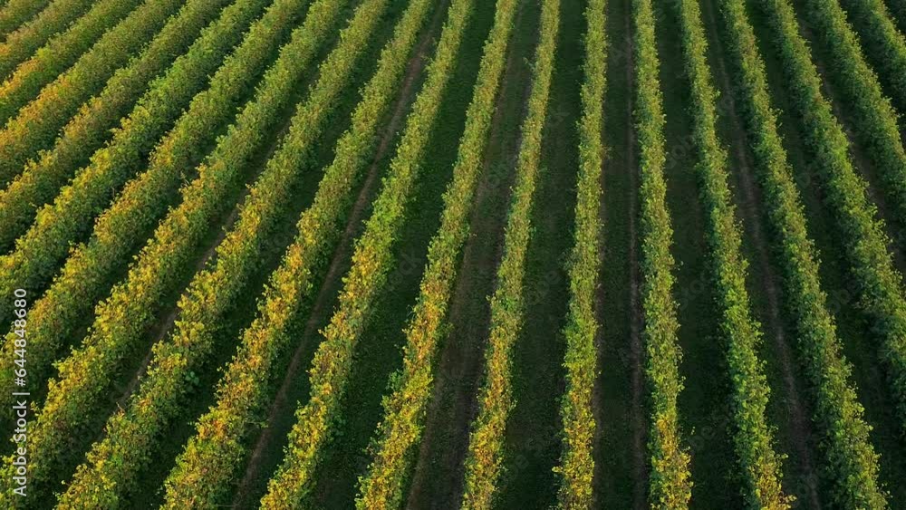 Aerial top down drone shot circling on top of vineyards at sunset in the italian countryside. Concept of farms and agriculture and wine making during harvest time in fall and autumn season. Aerial top down drone shot circling on top of vineyards at sunset in the italian countryside. Concept of farms and agriculture and wine making during harvest time in fall and autumn season.