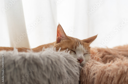 Fototapeta Naklejka Na Ścianę i Meble -  窓辺で眠る猫　茶トラ白