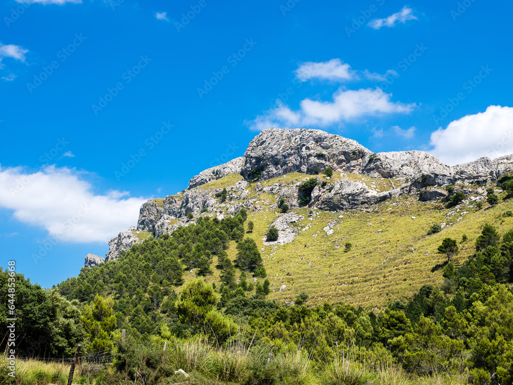 Grassy mountain near green trees