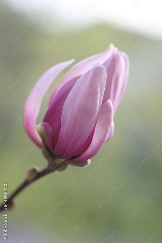 Obraz premium A pink magnolia flower illuminated by the sun.