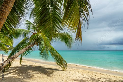 Fototapeta Naklejka Na Ścianę i Meble -  Coconut palm tree on the tropical perfect sand beach of Beau Vallon in Mahé island, Seychelles