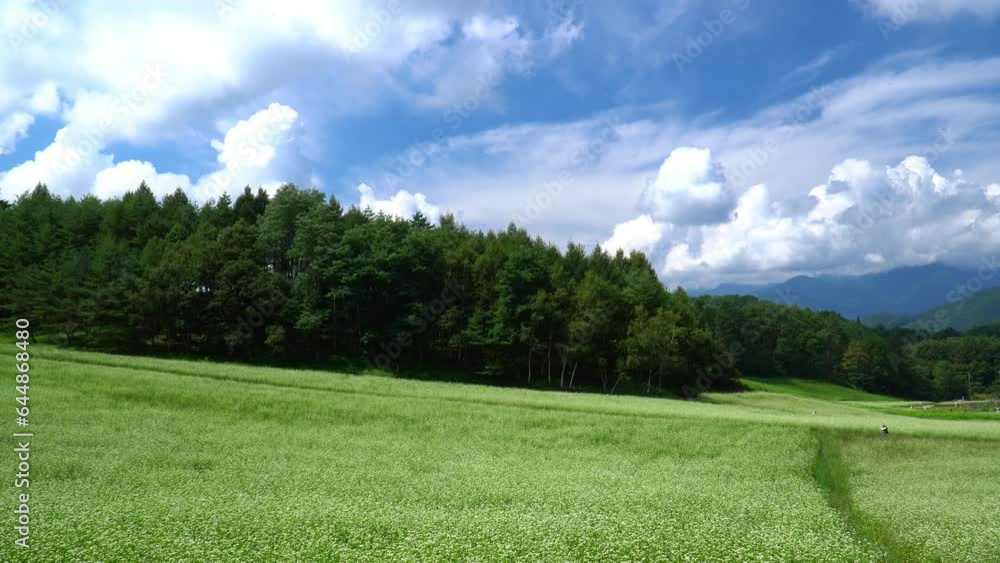 中山高原に咲くそばの花 中山高原に咲くそばの花
