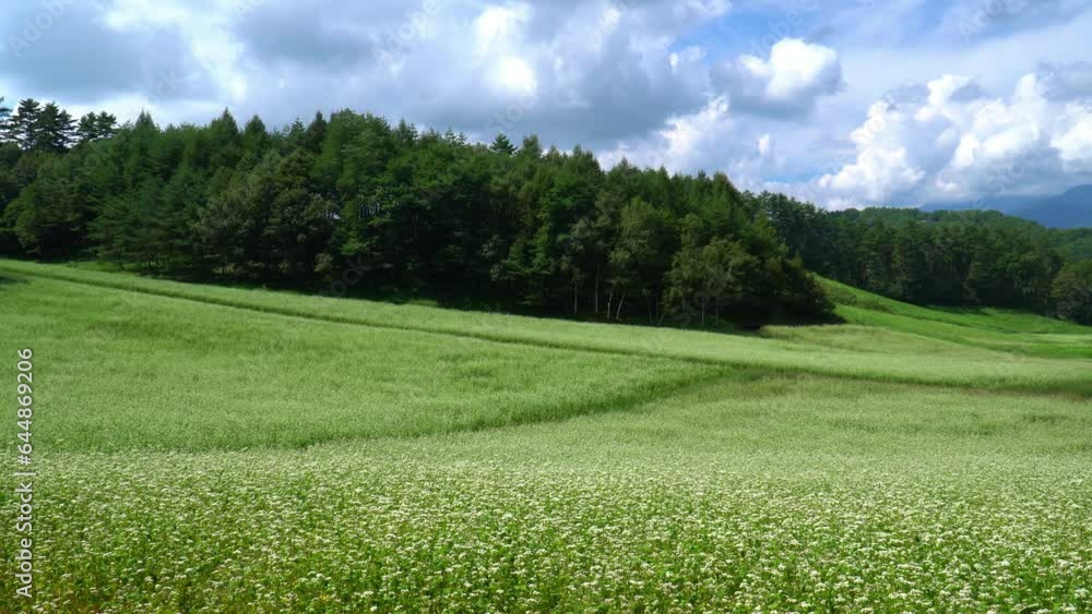 中山高原に咲くそばの花 中山高原に咲くそばの花