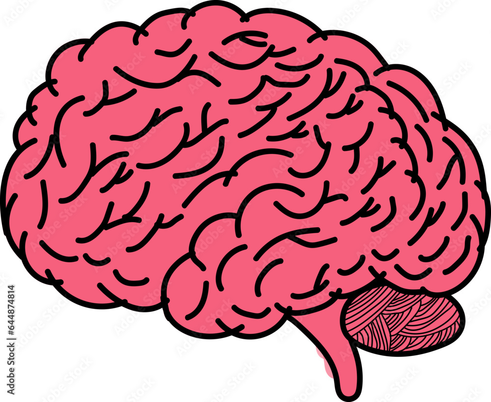 Isolated Human Brain On White Background. Isolated Human Brain On White Background.