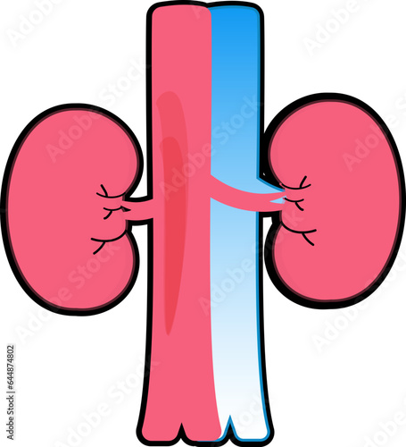 Flat Vector Of Human Organ Kidney.