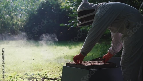 Honey bee inspection by a beekeeper wearing a beekeeping suit, bees hive