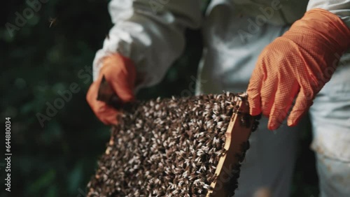 Honey bee inspection by a beekeeper wearing a beekeeping suit, bees hive