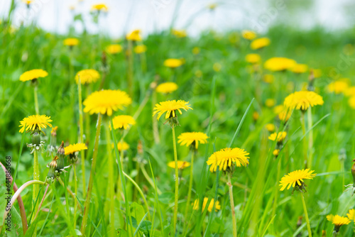 Dandelion yellow flowers field spring grass meadow