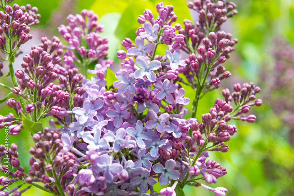 Lilac purple flowers branch bouquet on green leaves background Lilac purple flowers branch bouquet on green leaves background
