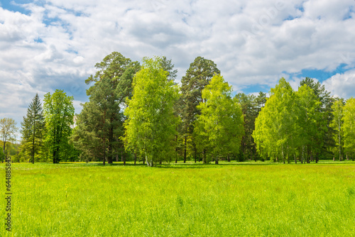 Forest landscape and green spring grass field