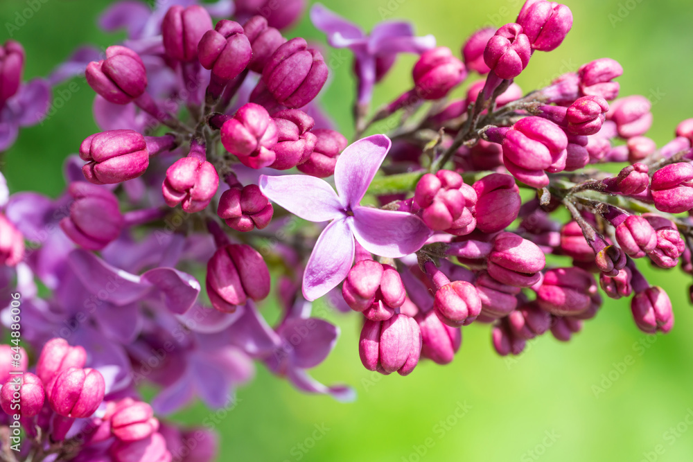Fototapeta premium Lilac purple flowers nature spring macro background