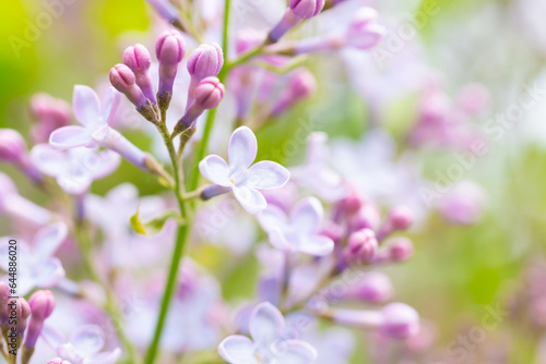 Lilac purple flowers nature spring floral violet background