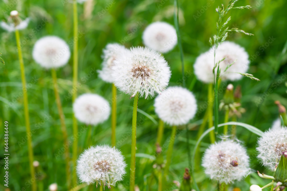 White dandelion flowers on green grass meadow White dandelion flowers on green grass meadow