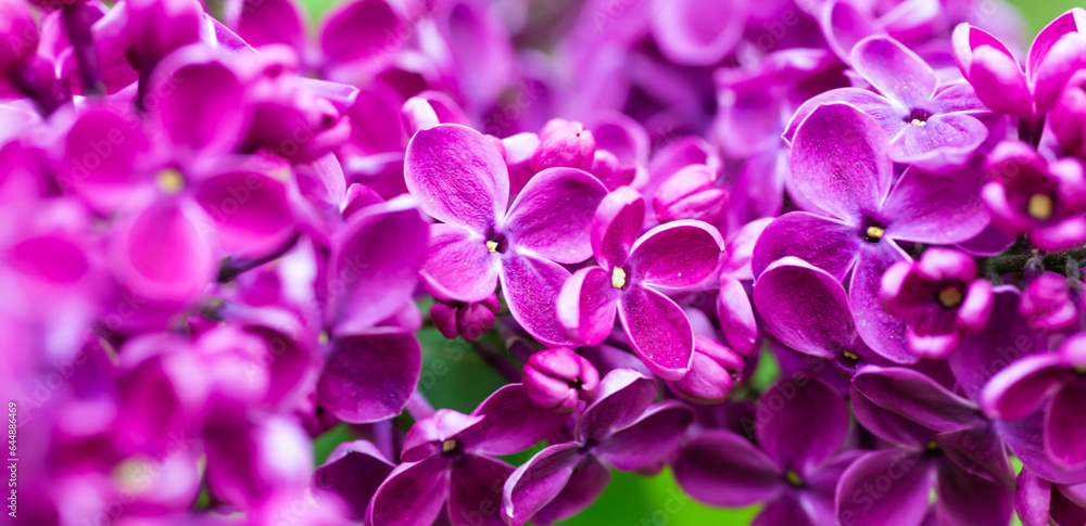 Purple lilac flowers macro background, flower background Purple lilac flowers macro background, flower background