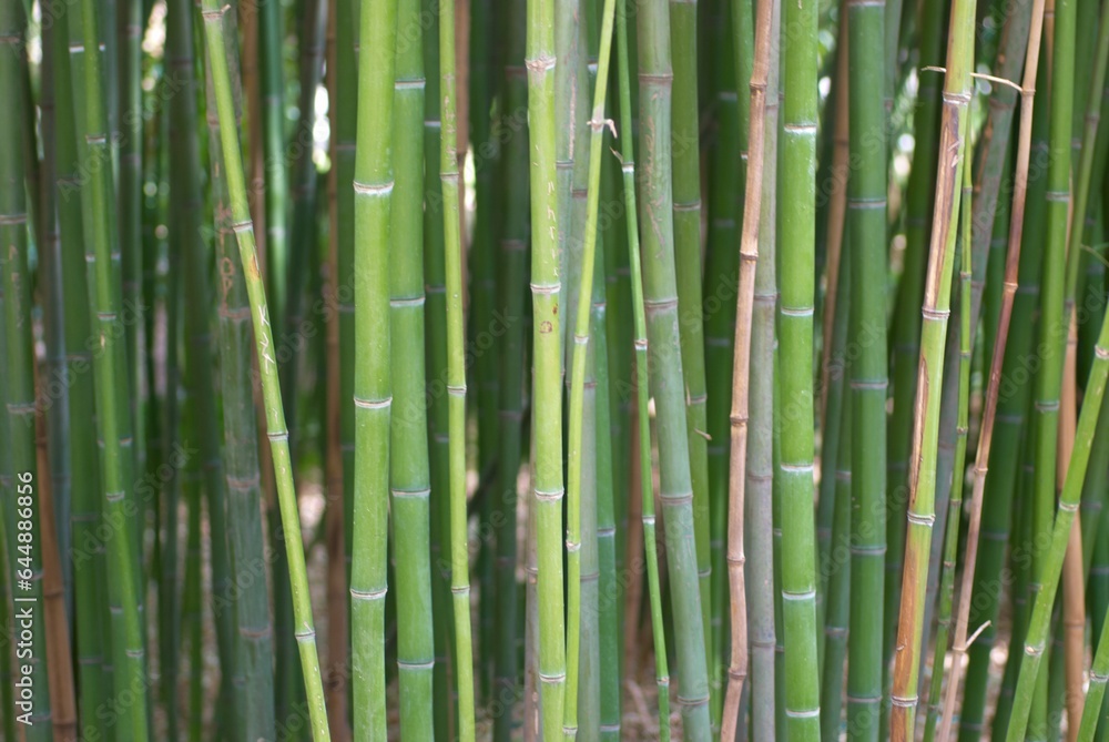 Green bamboo can be used for natural background