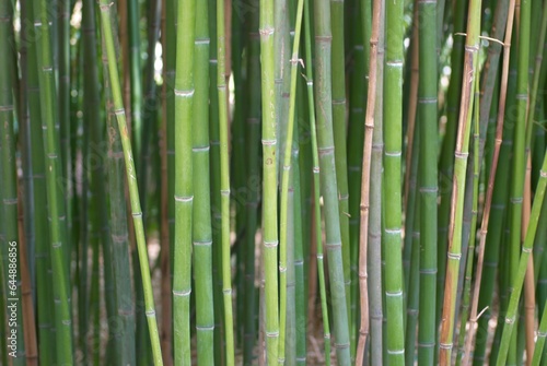 Fototapeta Naklejka Na Ścianę i Meble -  Green bamboo can be used for natural background