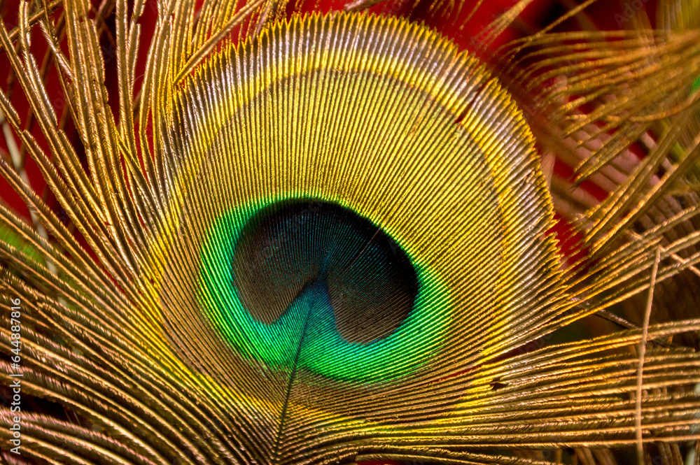 Obraz premium plume de pan