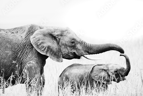 Photography Mother Love