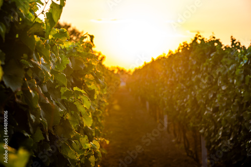 Fototapeta Naklejka Na Ścianę i Meble -  Sunset over the vineyard at South Moravia region, Czech republic. Traditional wine land. |Colorful sunset, dramatic clouds.