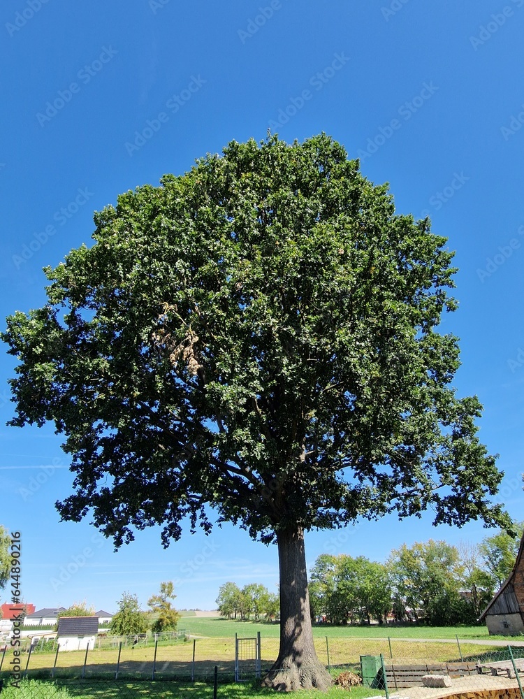 Fototapeta premium große ausgewachsene Eiche im Dorf - Quercus
