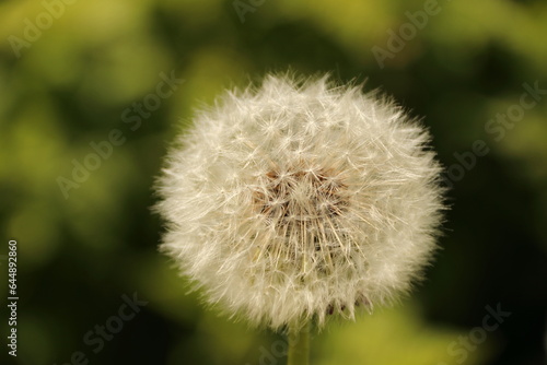 Pusteblume