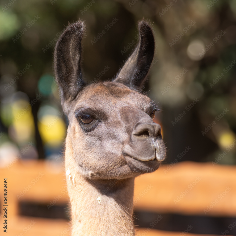 Obraz premium portrait of a brown llama on a blurred background
