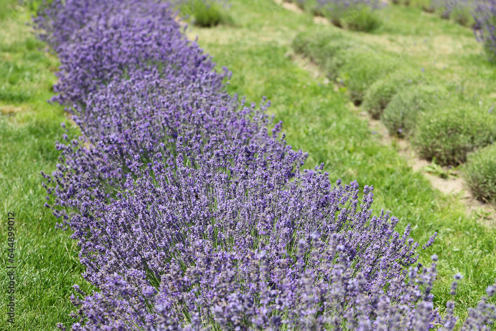 Obraz premium Lavender flowers in field. Soft focus, close-up macro image with blurred background.