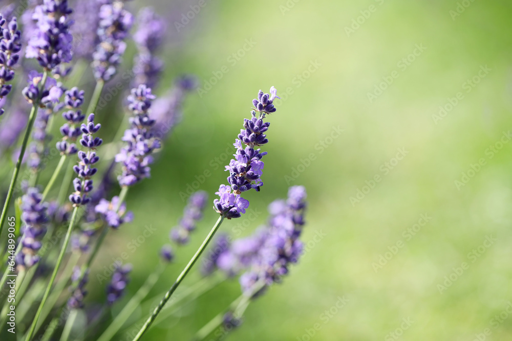 Lavender flowers in field. Soft focus, close-up macro image with blurred background. Lavender flowers in field. Soft focus, close-up macro image with blurred background.