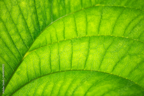 Foto Bright green translucent leaf of a tropical rainforest plant